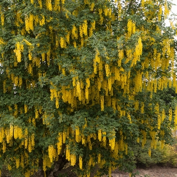 Laburnum x watereri