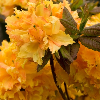 Rhododendron Exbury hybrid 'Cheerful Giant' 