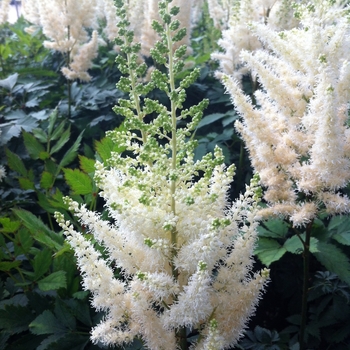 Astilbe chinensis 'Diamonds and Pearls'