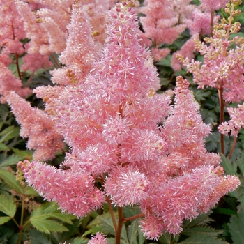 Astilbe x arendsii 'Nikki'