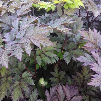 Actaea simplex 'Pink Spike' 