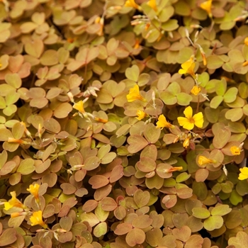 Oxalis siliquosa 'Sunset Velvet' 