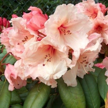 Rhododendron 'Virginia Richards' 