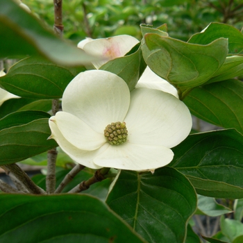 Cornus kousa 'Venus®' KN30-8