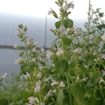 Calamintha nepeta 