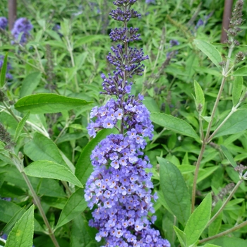 Buddleia davidii 'Ellen's Blue' 