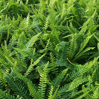 Blechnum spicant