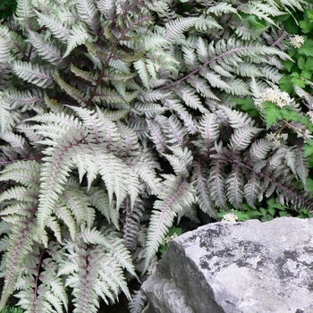 Athyrium niponicum 'Pictum'