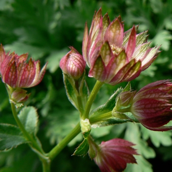 Astrantia 'Moulin Rouge' 