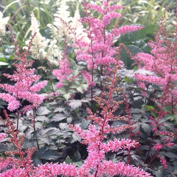 Astilbe simplicifolia 'Key West' 