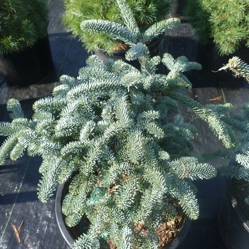 Abies procera 'Glauca Prostrata'