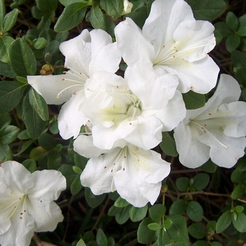 Rhododendron Robin Hill Hybrid 'Dorothy Rees' 