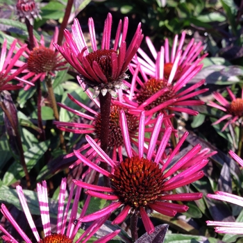Echinacea 'Burgundy Fireworks' 