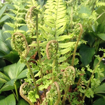 Dryopteris affinis 'Polydactyla Dadds' 