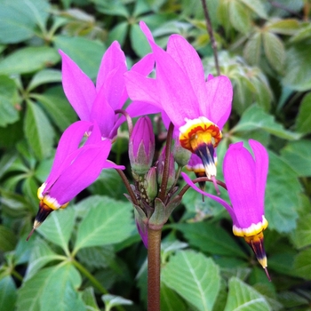 Dodecatheon 'Aphrodite' 