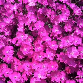 Dianthus gratianopolitanus 'Fire Witch' 