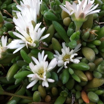 Delosperma 'Osberg' 