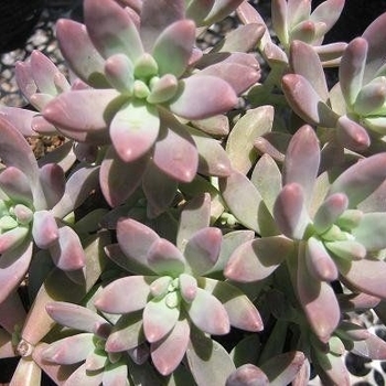 x Graptosedum 'Darley Sunshine' 