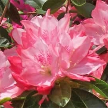 Rhododendron 'Hampton Beauty' 