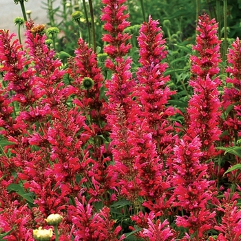 Agastache aurantiaca 'Raspberry Daquiri' 