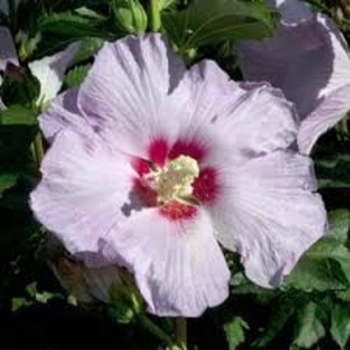 Hibiscus syriacus 'Joles' 