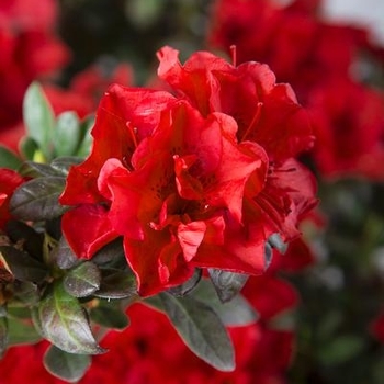 Rhododendron 'Carrie Amanda' 