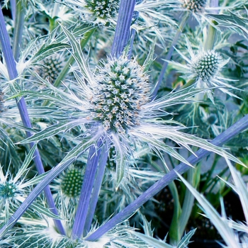 Eryngium 'Sapphire Blue'