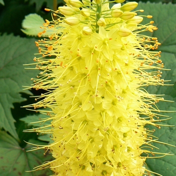 Eremurus stenophyllus