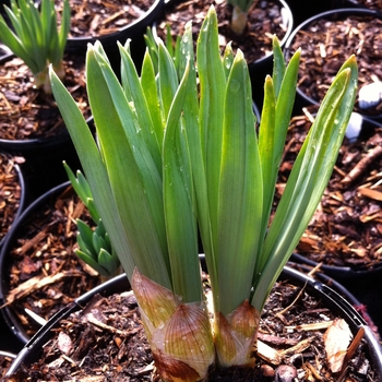 Eremurus isabellinus 'Cleopatra'