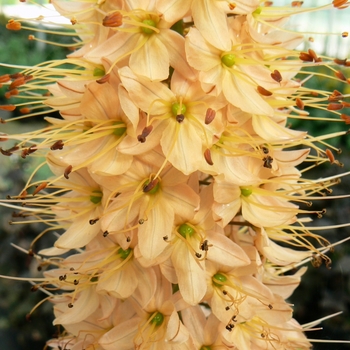 Eremurus isabellinus 'Cleopatra' 