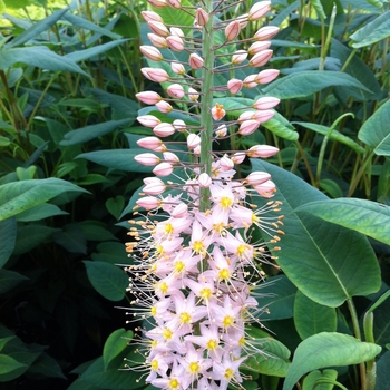 Eremurus 'Oase'