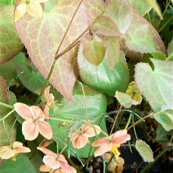 Epimedium cantabrigiense 