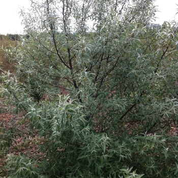 Elaeagnus angustifolia 