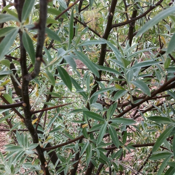 Elaeagnus angustifolia