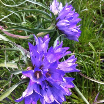 Edraianthus graminifolius 