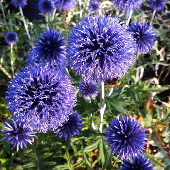 Echinops ritro 'Veitch's Blue'