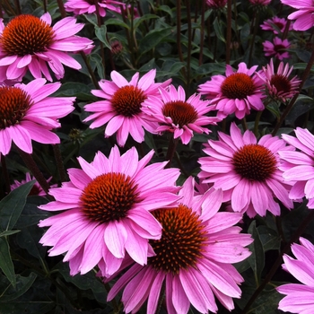 Echinacea purpurea 'Double Pink' 'Gemini Pink' PP22102