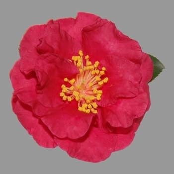 Camellia sasanqua 'TDN 1116' PP14213