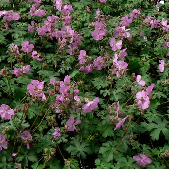 Geranium x cantabrigiense 'Westray' 