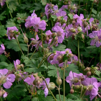 Geranium x cantabrigiense 'Cambridge' 