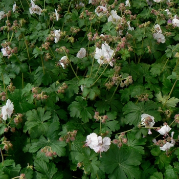 Geranium x cantabrigiense 'Biokovo'