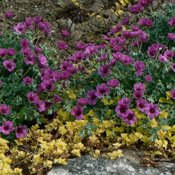 Geranium cinereum 'Purple Pillow'