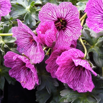 Geranium cinereum 'Lawrence Flatman' 