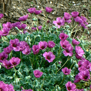 Geranium cinereum 'Giuseppe'