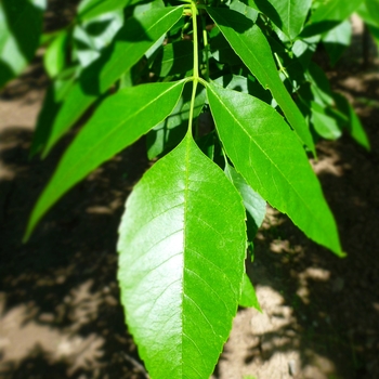 Fraxinus pennsylvanica 