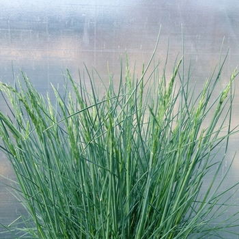 Festuca glauca 'Blaufuchs' 