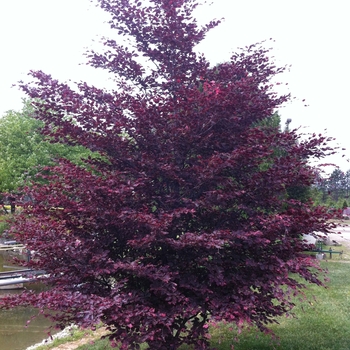 Fagus sylvatica 'Roseomarginata' 