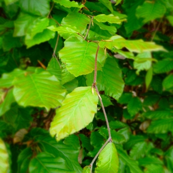 Fagus sylvatica 