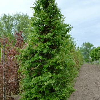 Fagus sylvatica