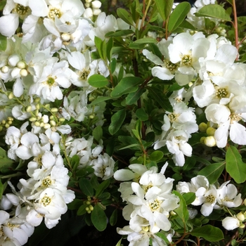 Exochorda x macrantha 'The Bride' 